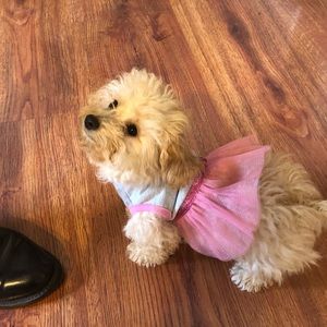 Meet your Posher, Molly